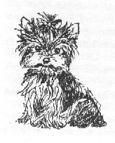 Black -W -yorkie-9